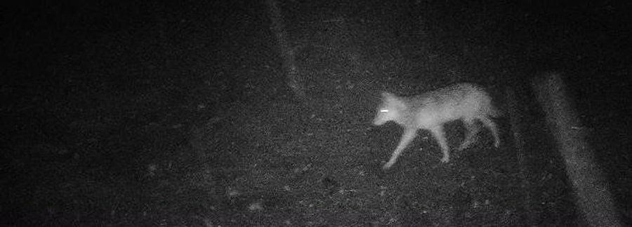 Wildtierkamera-Nachtaufnahme eines vorbeiziehenden Wolfes.